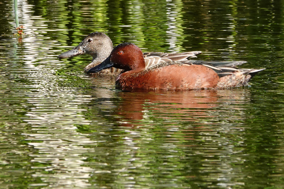 Cinnamon teals (male in front, female in back)  -  Sweetwater Wetlands, Tucson, Arizona