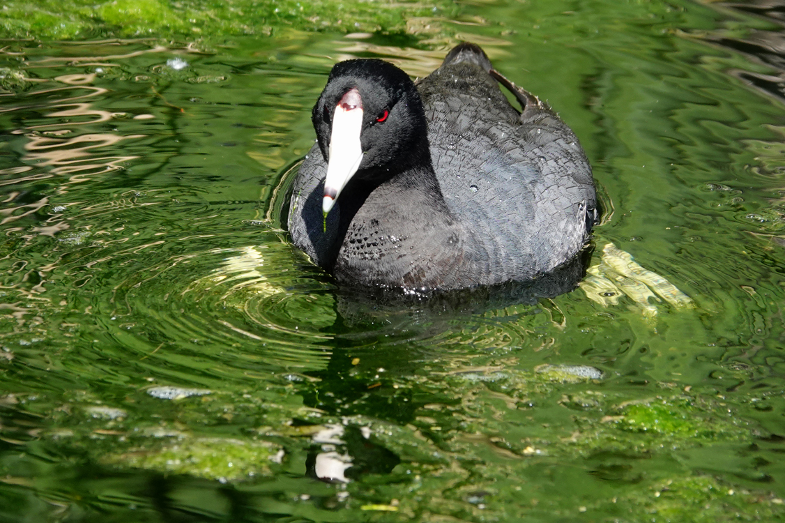 American coot  -  Sweetwater Wetlands, Tucson, Arizona