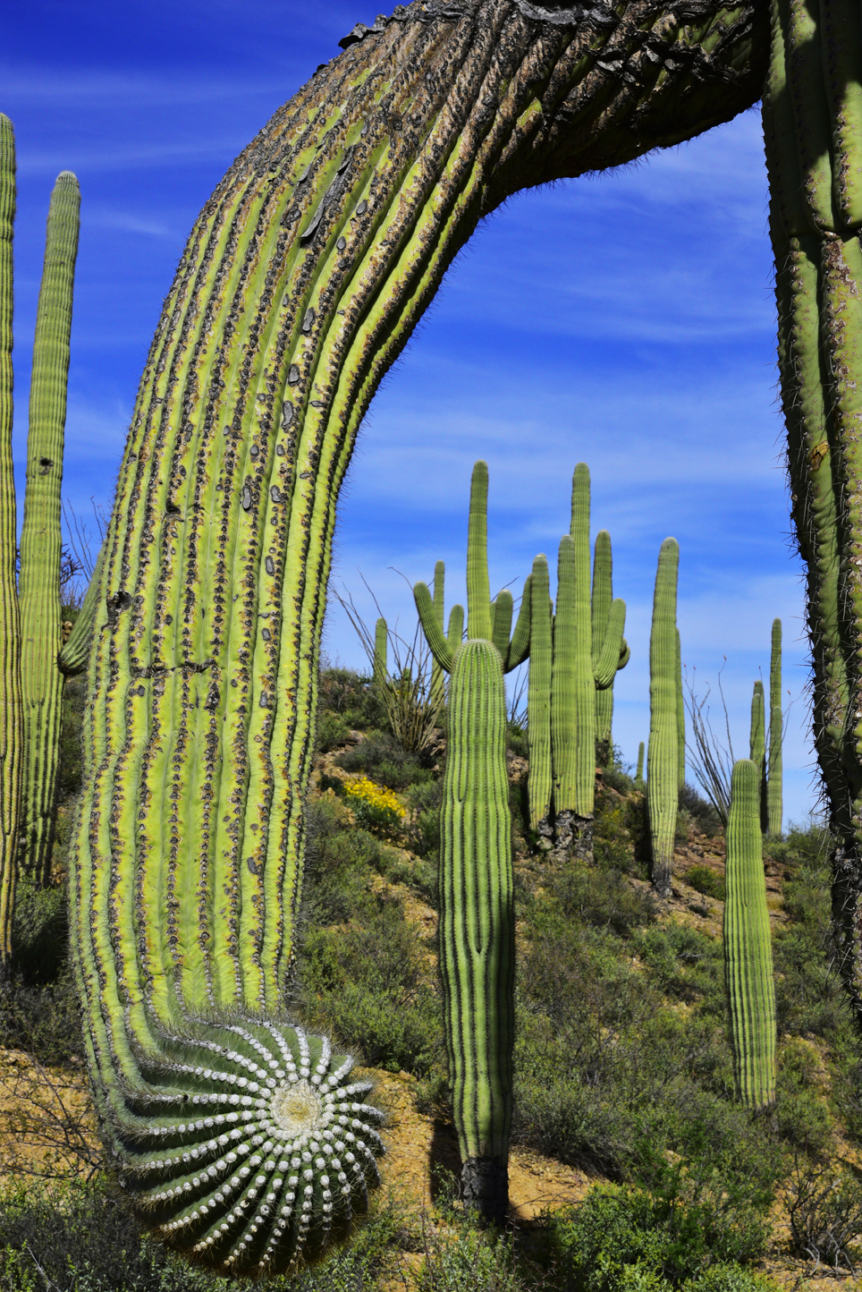 Saguaros  -  Saguaro Vista Trail, Steve Anderson Sweetwater Preserve, Pima County, Arizona