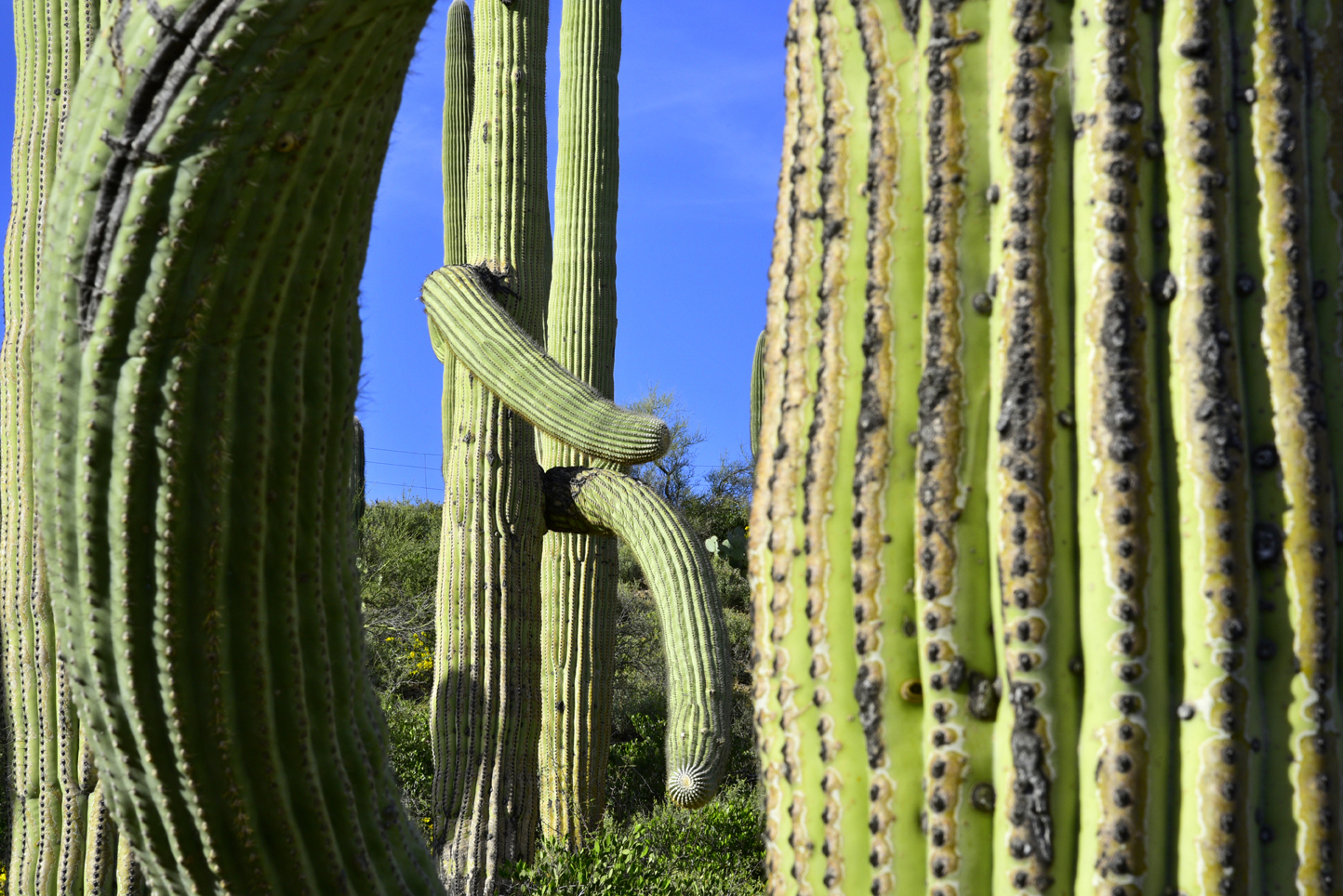 Saguaros  -  Saguaro Vista Trail, Steve Anderson Sweetwater Preserve, Pima County, Arizona