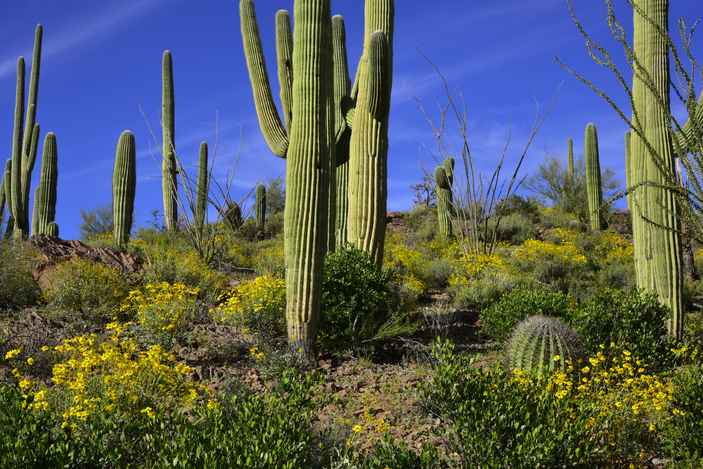 Brittlebush, saguaros  -  Saguaro Vista Trail, Steve Anderson Sweetwater Preserve, Pima County, Arizona