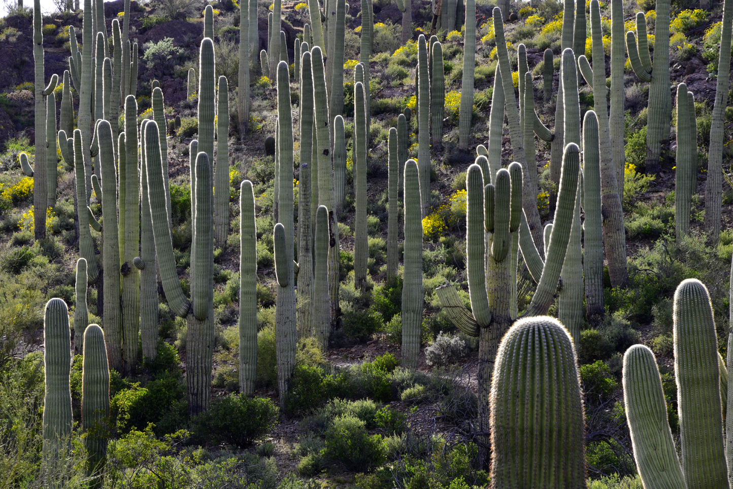 Backlit saguaros  -  Saguaro Vista Trail, Steve Anderson Sweetwater Preserve, Pima County, Arizona