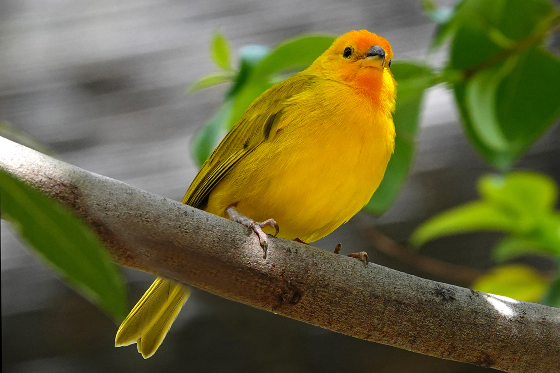 Taveta golden weaver  -  Reid Park Zoo, Tucson, Arizona