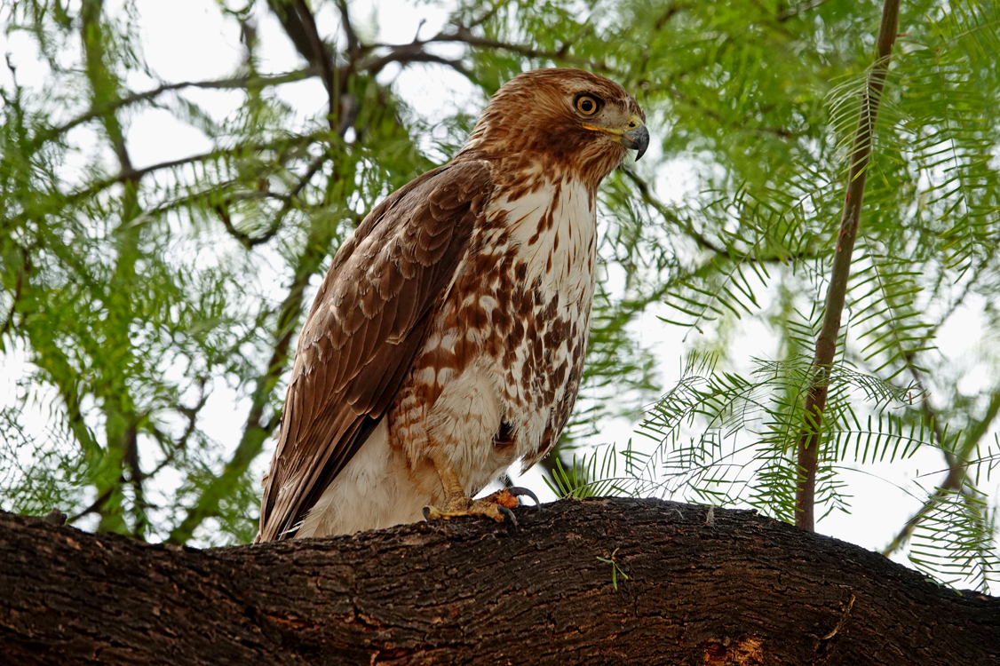 Juvenile red-tailed hawk  -  Pima County, Arizona