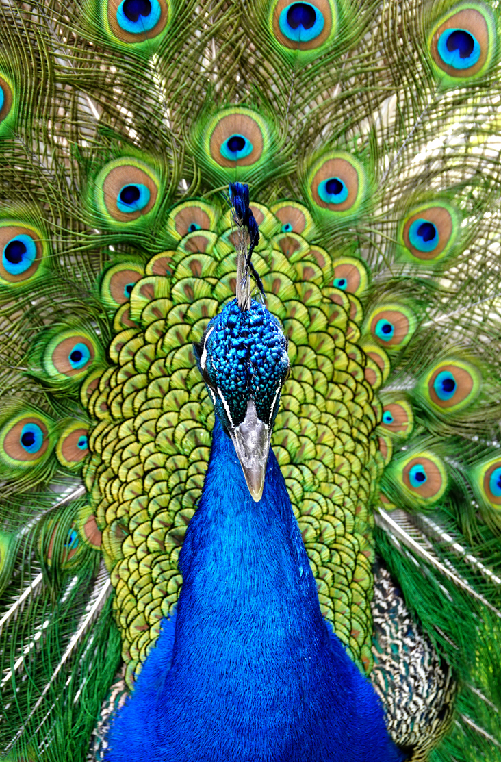 Peacock  -  Reid Park Zoo, Tucson, Arizona