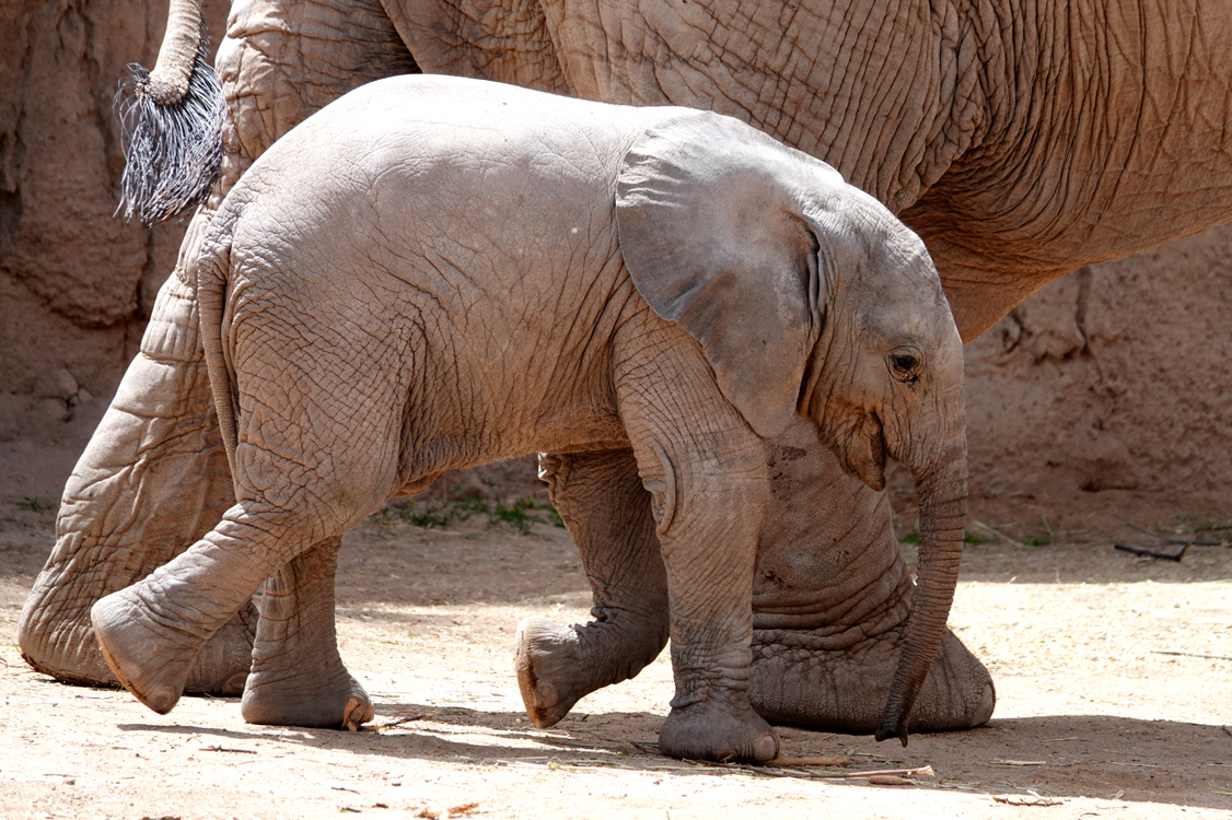 One-month-old African elephant staying close to mom -  Reid Park Zoo, Tucson, Arizona