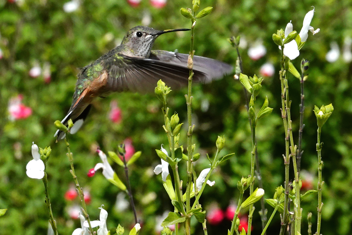 Anna's hummingbird  -  Pima County, Arizona