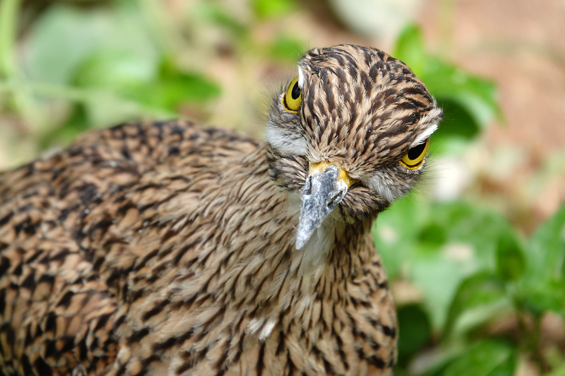 Cape thick-knee  -  Reid Park Zoo, Tucson, Arizona