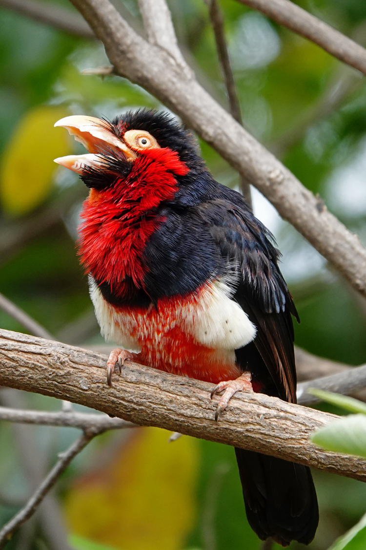 Bearded barbet  -  Reid Park Zoo, Tucson, Arizona