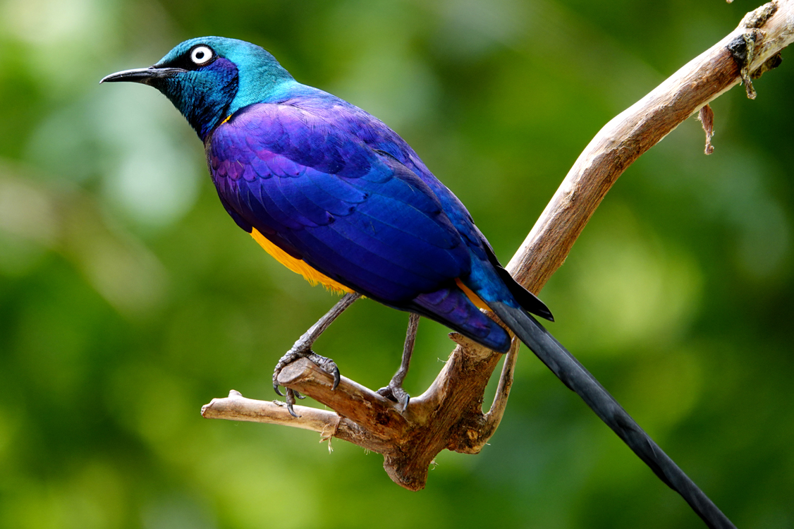 Gold-breasted starling  -  Reid Park Zoo, Tucson, Arizona