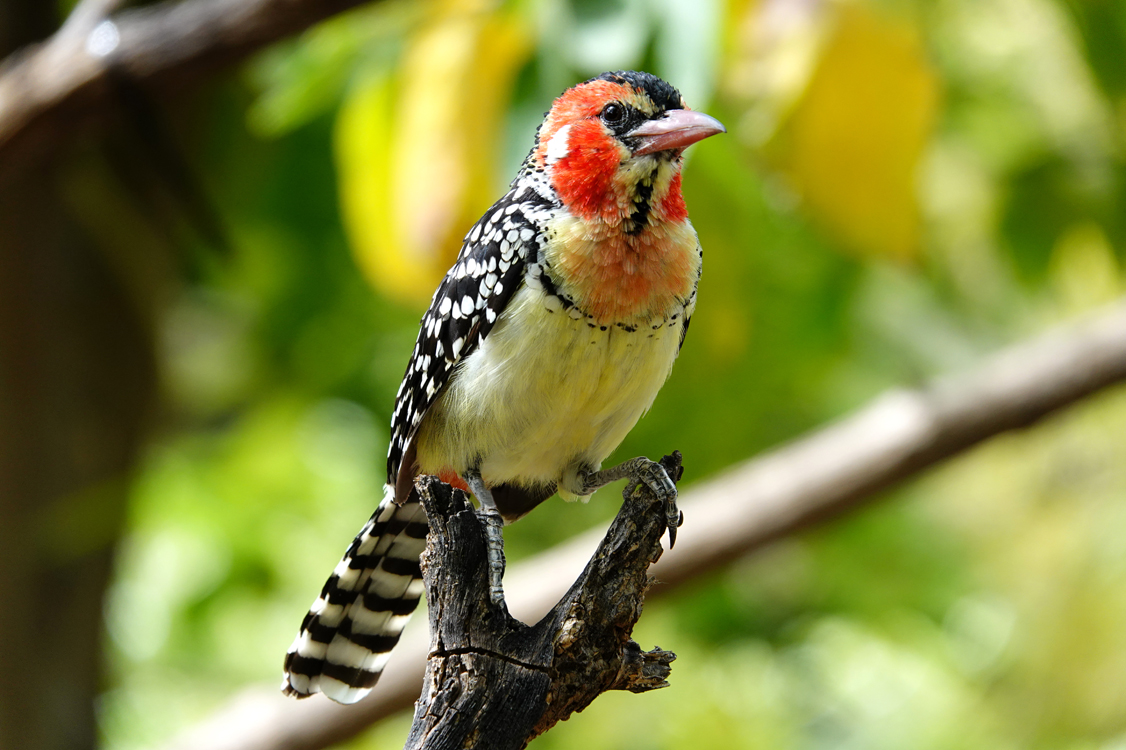 Red and yellow barbet  -  Reid Park Zoo, Tucson, Arizona