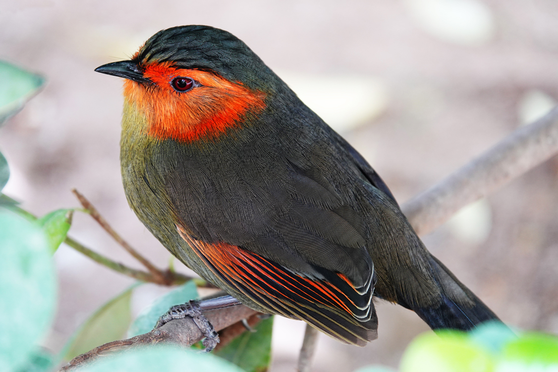 Scarlet-faced liocichla  -  Reid Park Zoo, Tucson, Arizona