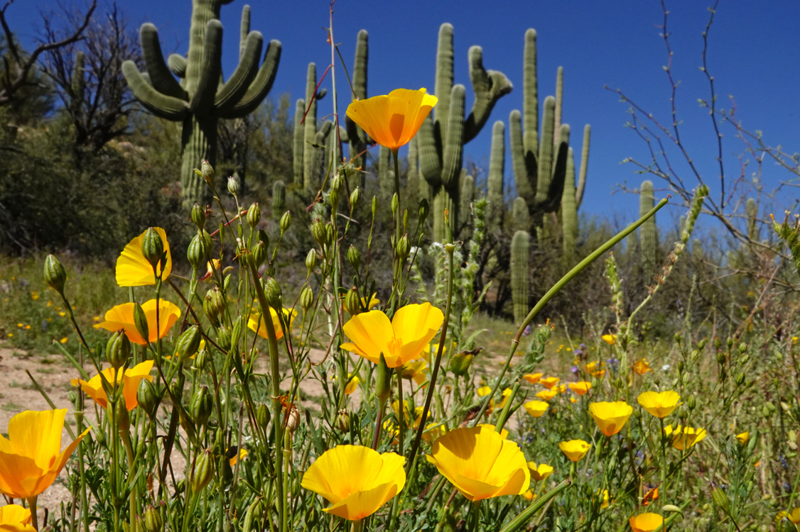 California poppies, saguaros  -  Nature Trail, Catalina State Park, Arizona