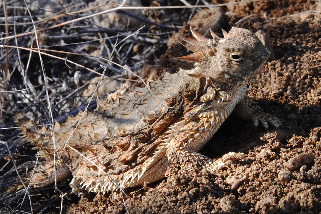 Horned lizard  -  Nature Trail, Catalina State Park, Arizona