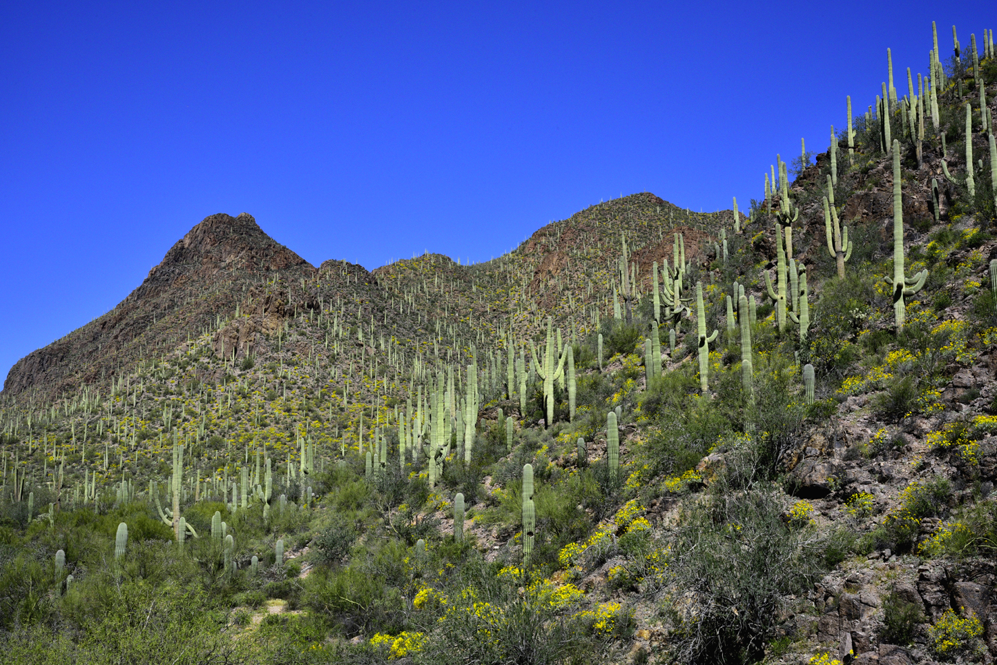 Brittlebush, saguaros  -  Tucson Mountain Park, Pima County, Arizona