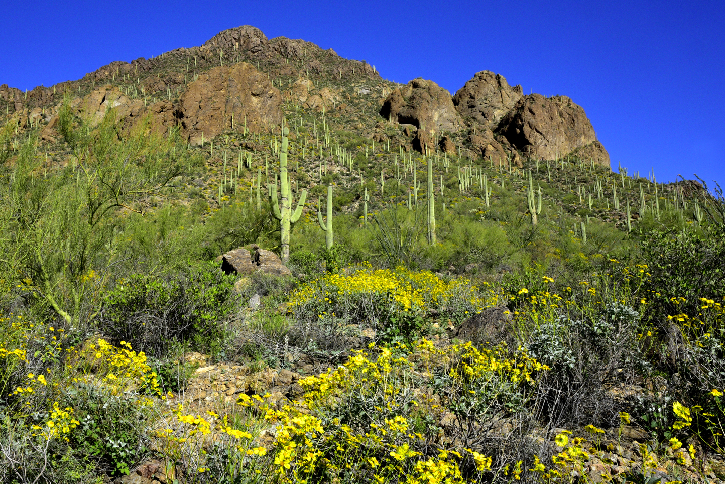 Brittlebush, saguaros  -  David Yetman Trail, Tucson Mountain Park, Pima County, Arizona