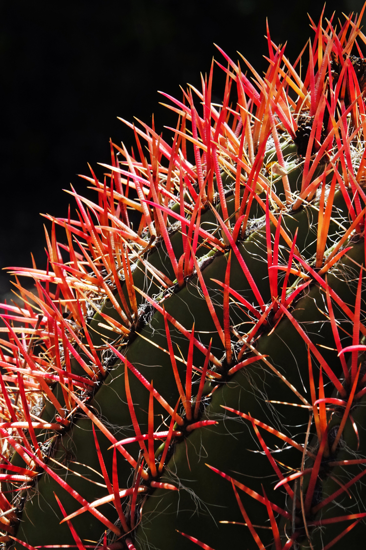 Red-spine barrel cactus  -  Tucson Botanical Gardens, Tucson, Arizona