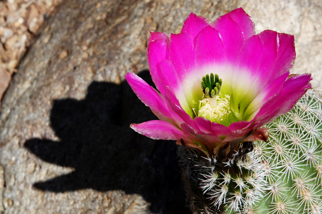 Comb hedgehog cactus  -  Tucson Botanical Gardens, Tucson, Arizona