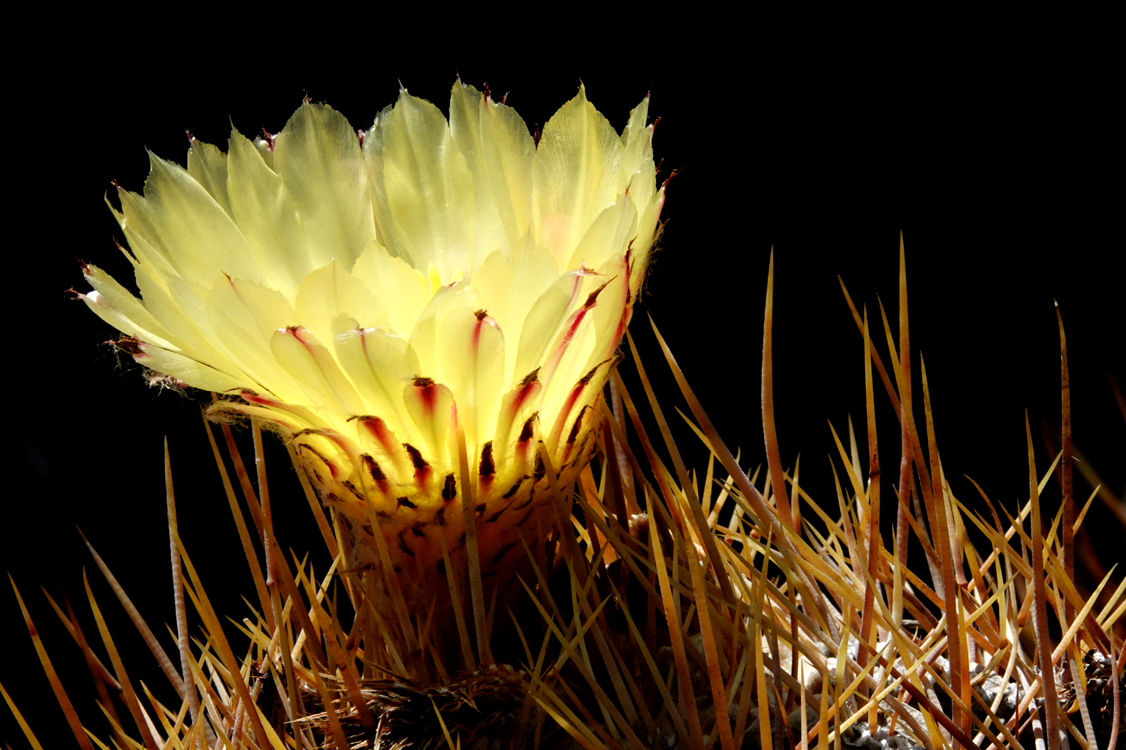 Hybrid torch cactus  -  Tucson Botanical Gardens, Tucson, Arizona