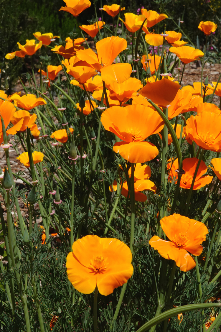 California poppies  -  Tucson Botanical Gardens, Tucson, Arizona