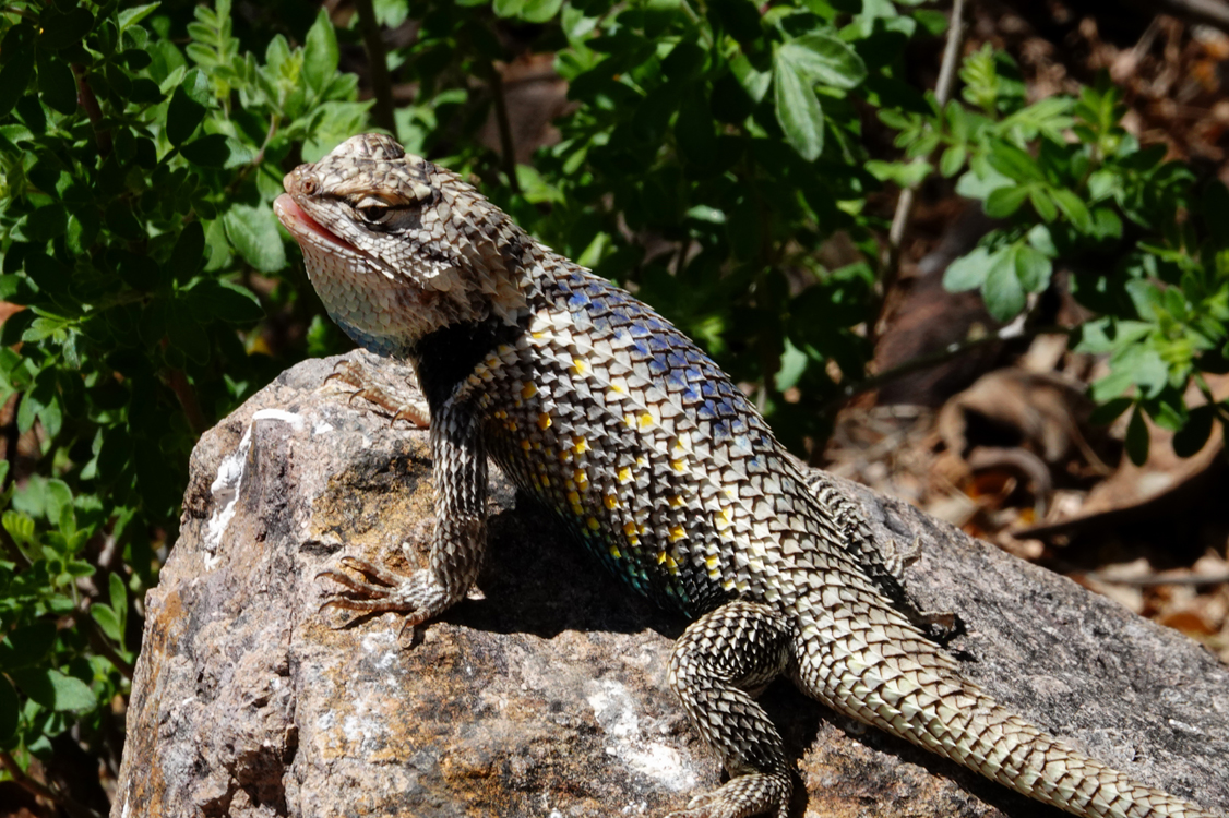 Lizard  -  Pima County, Arizona