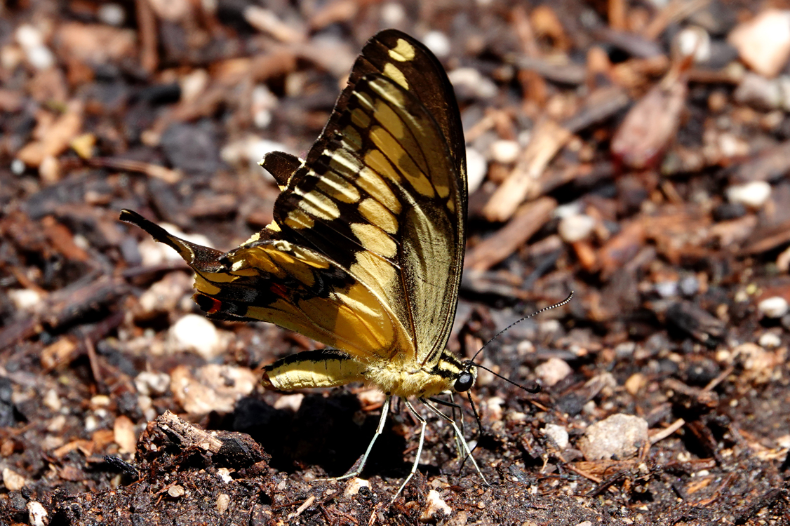 Giant swallowtail butterfly, puddling   -  Pima County, Arizona