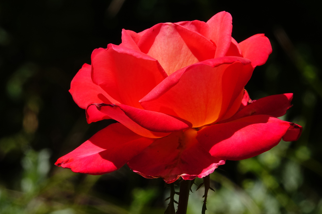 Rose 'FRIDA KAHLO'  -  Tucson Botanical Gardens, Tucson, Arizona