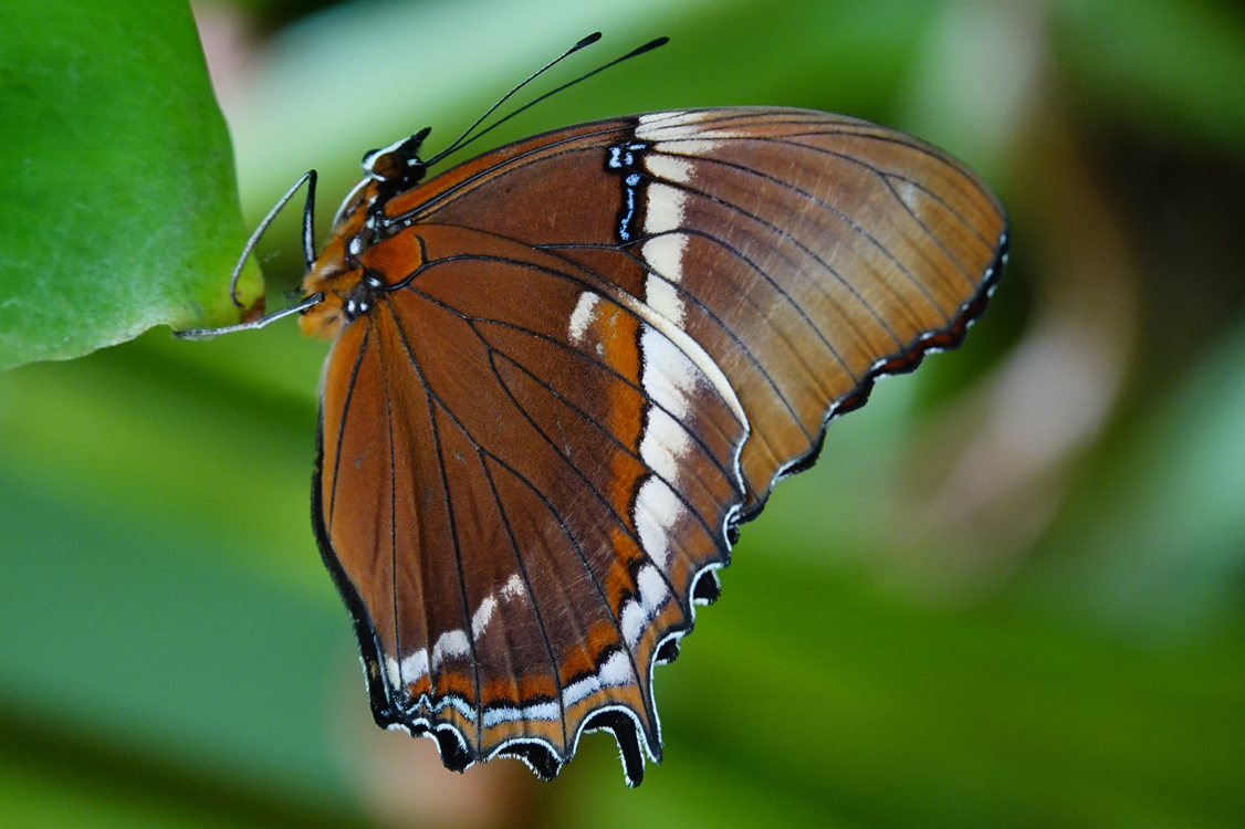 Rusty-tipped page butterfly  -  Tucson Botanical Gardens, Tucson, Arizona