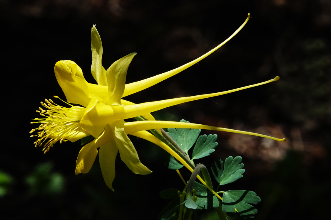 Columbine  -  Tucson Botanical Gardens, Tucson, Arizona