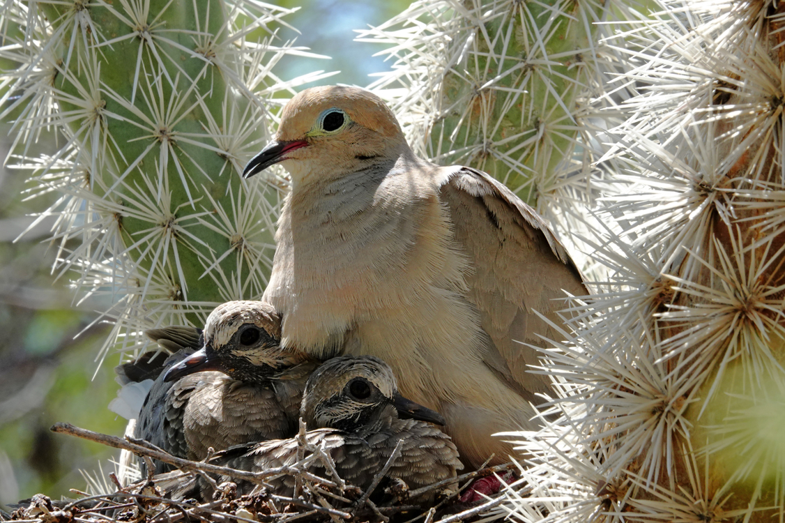 Mourning dove and chicks in nest in teddy bear cholla  -  Pima County, Arizona