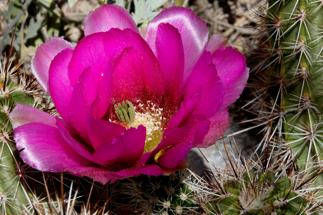 Bundle-spine hedgehog cactus  -  Tucson Botanical Gardens, Tucson, Arizona