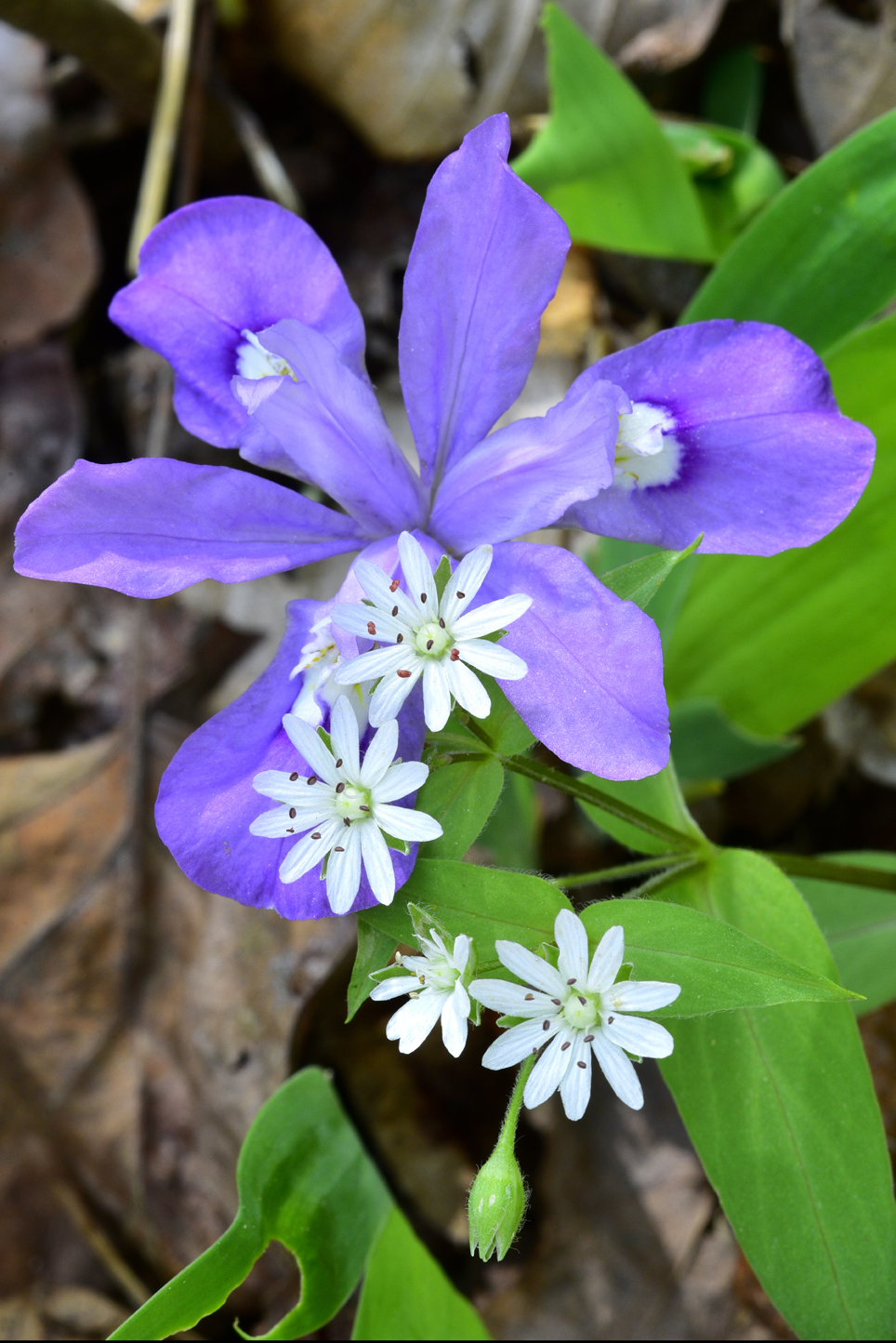 Chickweed, dwarf crested iris  -  Talking Trees Trail, Holmes Educational State Forest, North Carolina