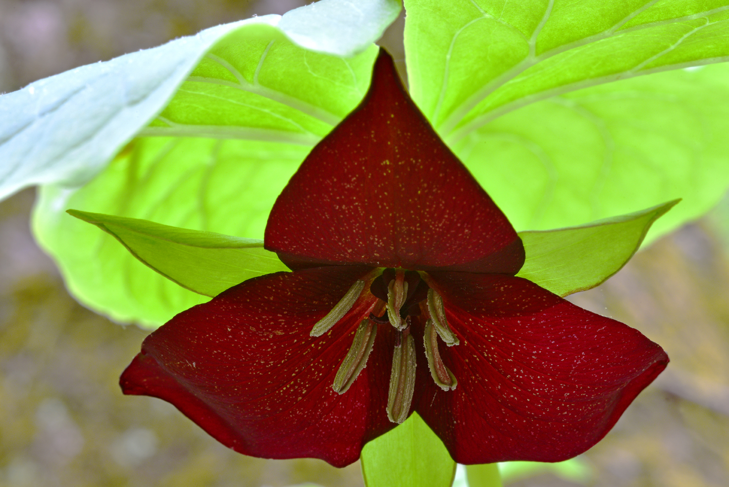 Vasey's trillium (Trillium vaseyi)  -  Talking Trees Trail, Holmes Educational State Forest, North Carolina