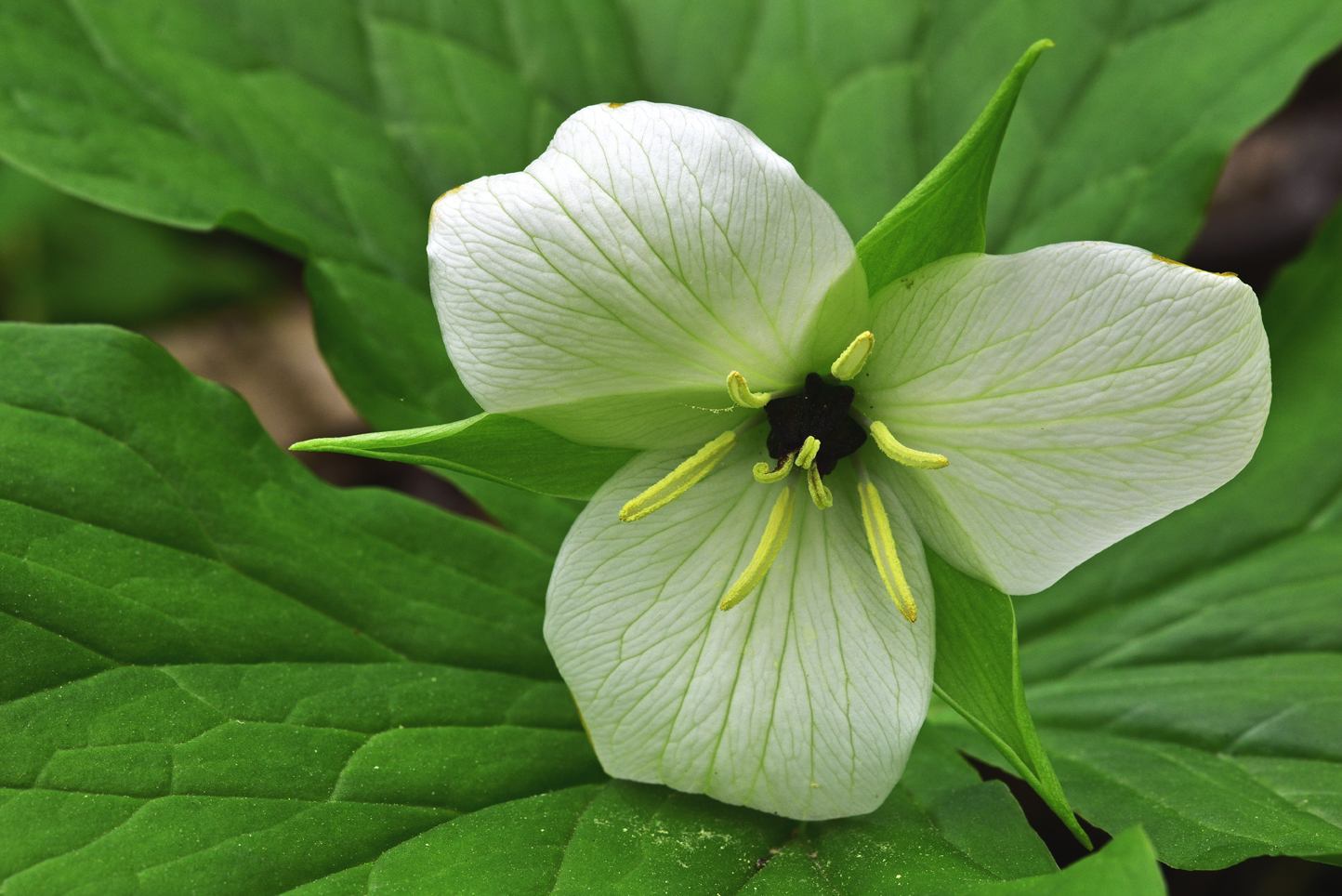 Sweet white trillium (Trillium simile)  -  Talking Trees Trail, Holmes Educational State Forest, North Carolina