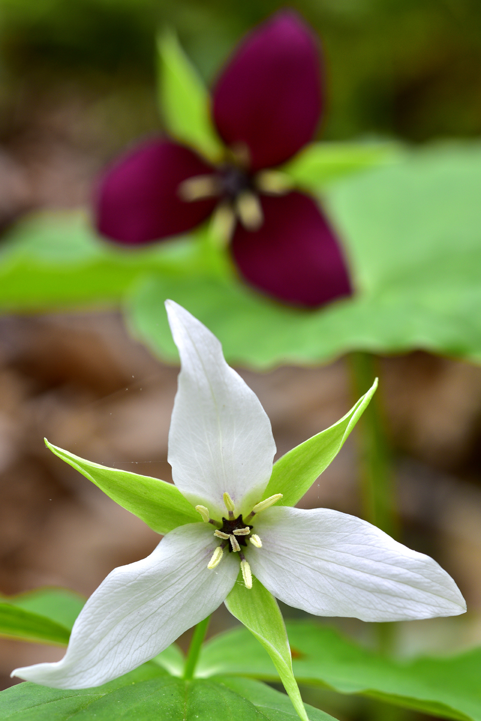 Wake robin trillium, Vasey's trillium (Trillium erectum var. album, Trillium vaseyi)  -  Talking Trees Trail, Holmes Educational State Forest, North Carolina