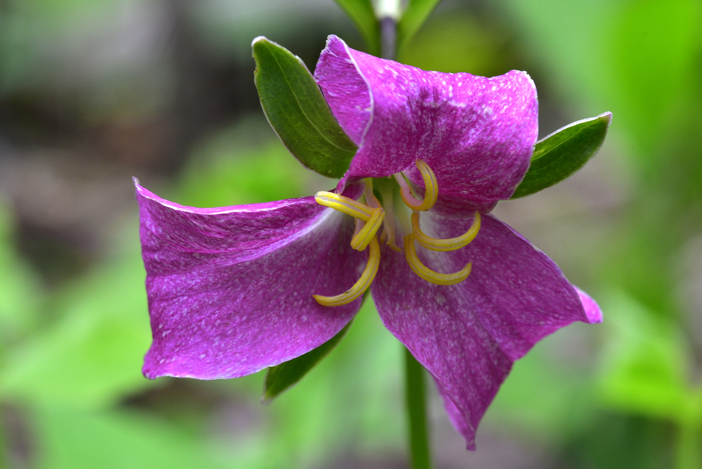 Catesby's trillium (Trillium catesbaei)  -  Ashmore Heritage Preserve, Mountain Bridge Wilderness Area, South Carolina