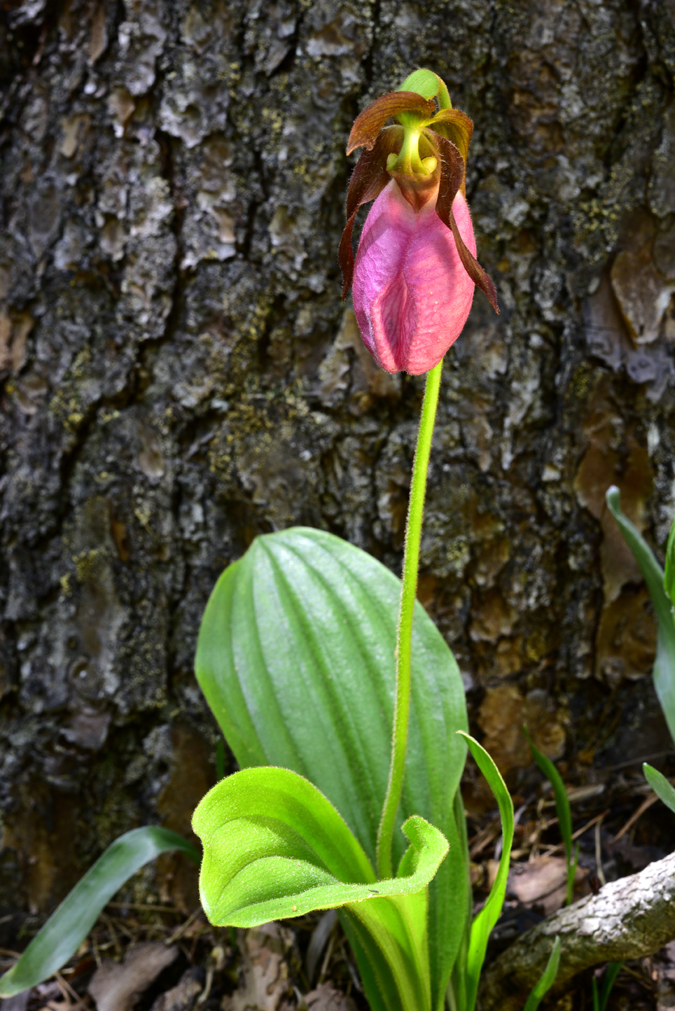 Pink lady slipper  -  Ashmore Heritage Preserve, Mountain Bridge Wilderness Area, South Carolina