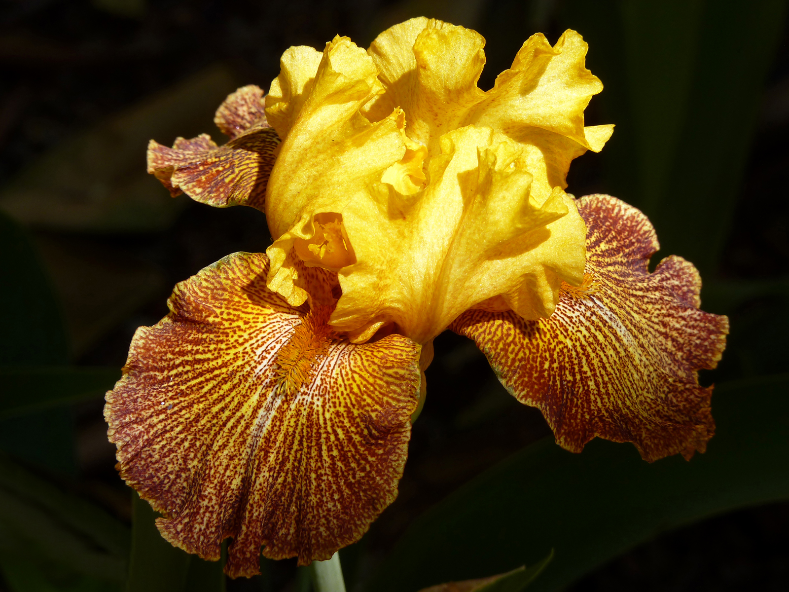 Bearded iris 'JITTERBUG'  -  Tucson Botanical Gardens, Tucson, Arizona