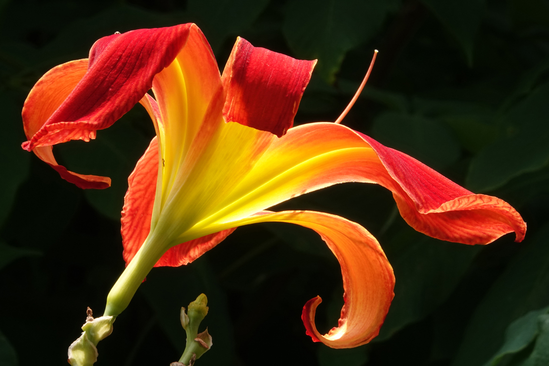 Backlit daylily  -  Furman University, Greenville, South Carolina