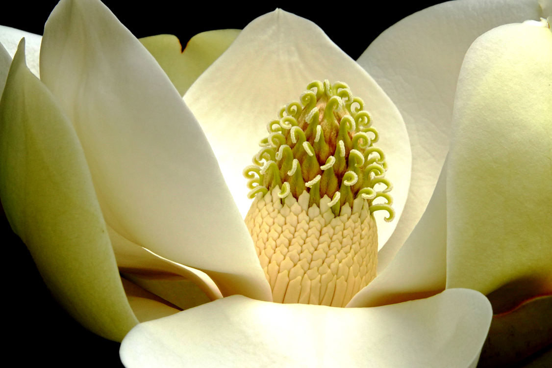 Magnolia blossom  -  Furman University, Greenville, South Carolina