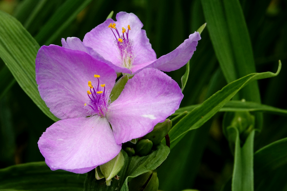 Spiderwort  -  Furman University, Greenville, South Carolina