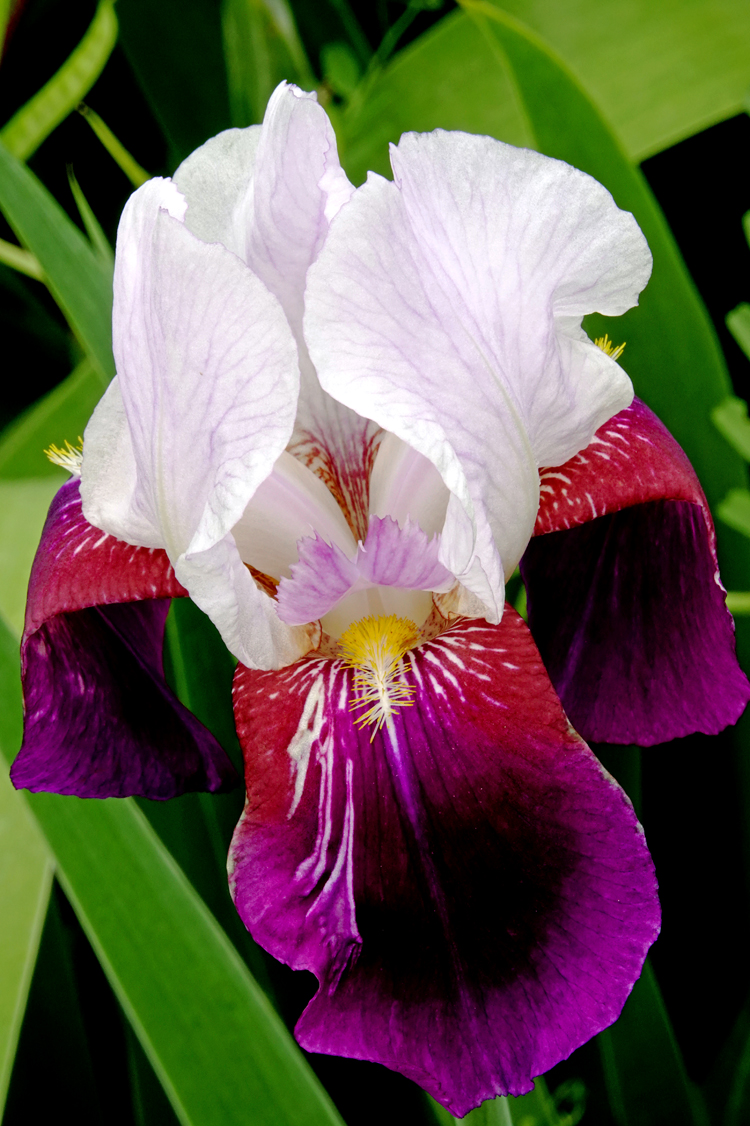 Iris  -  Furman University, Greenville, South Carolina