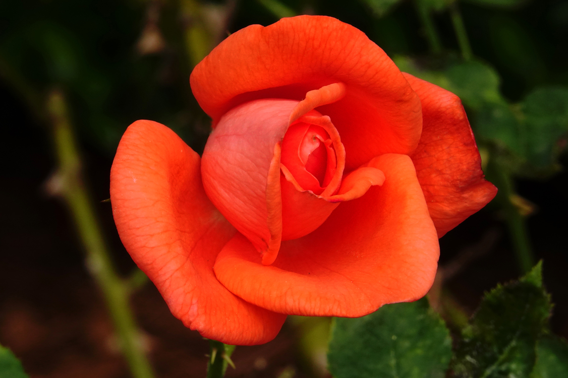 Rose  -  Rose Garden, Furman University, Greenville, South Carolina