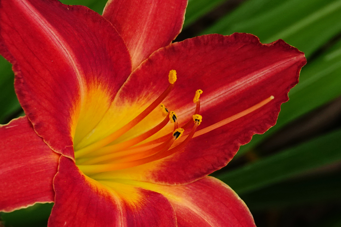 Daylily  -  Greenville County, South Carolina