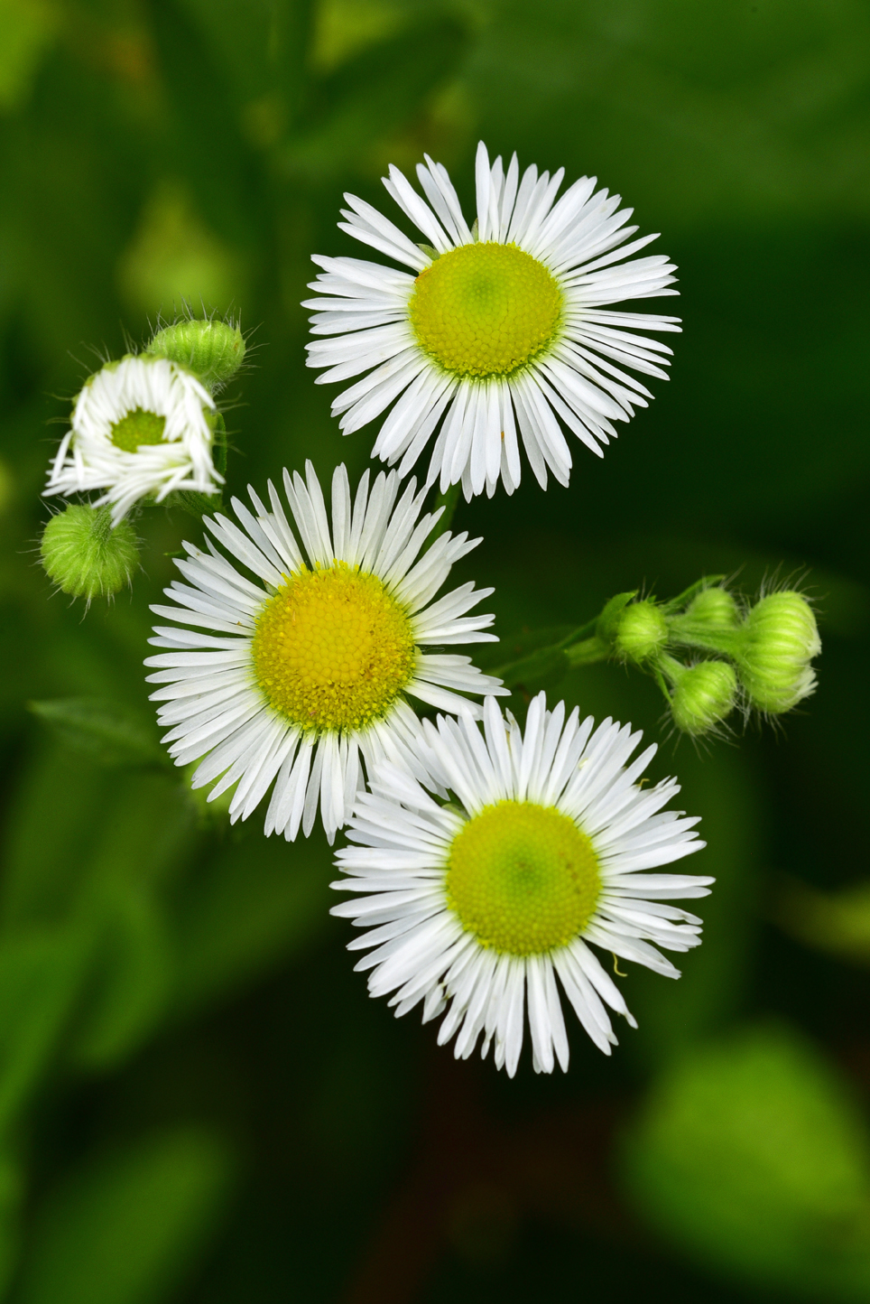 Daisy fleabane  -  Art Loeb Trail, Pisgah National Forest, North Carolina