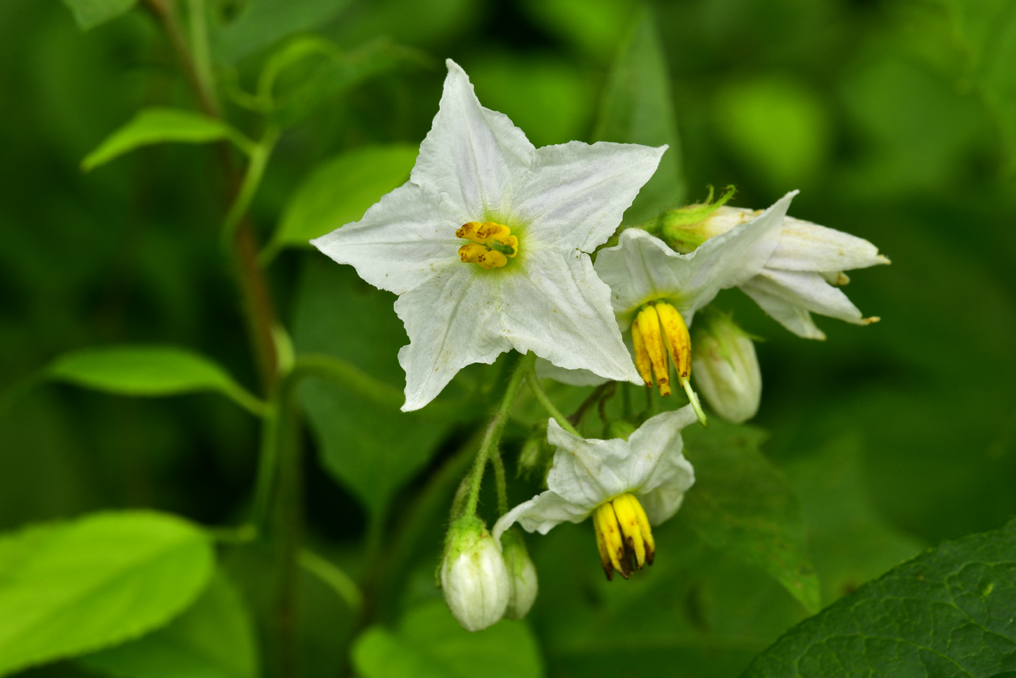 Horse nettle  -  Art Loeb Trail, Pisgah National Forest, North Carolina