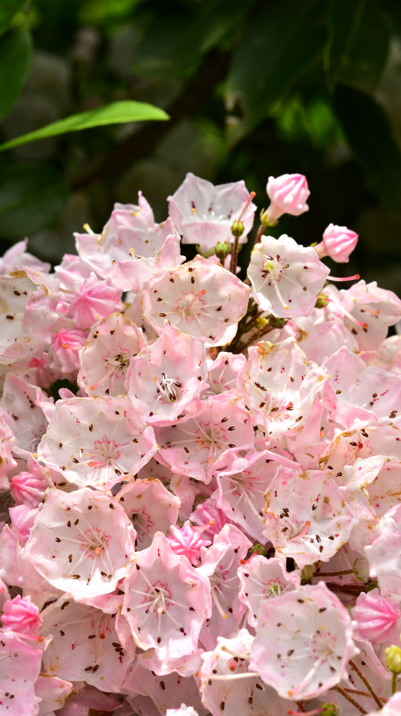 Mountain laurel  -  Forest Road 450, Pisgah National Forest, North Carolina