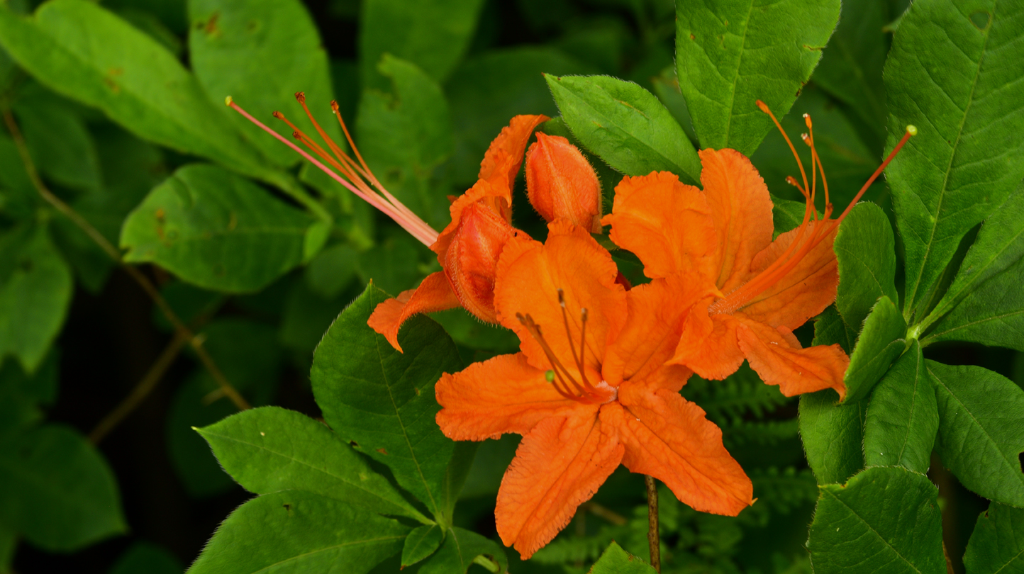 Flame azalea  -  Cherry Cove Overlook, Blue Ridge Parkway, North Carolina