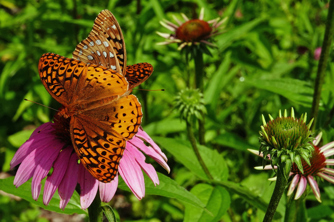 Great spangled fritillary butterflies on purple coneflower  -  Pisgah National Forest, North Carolina