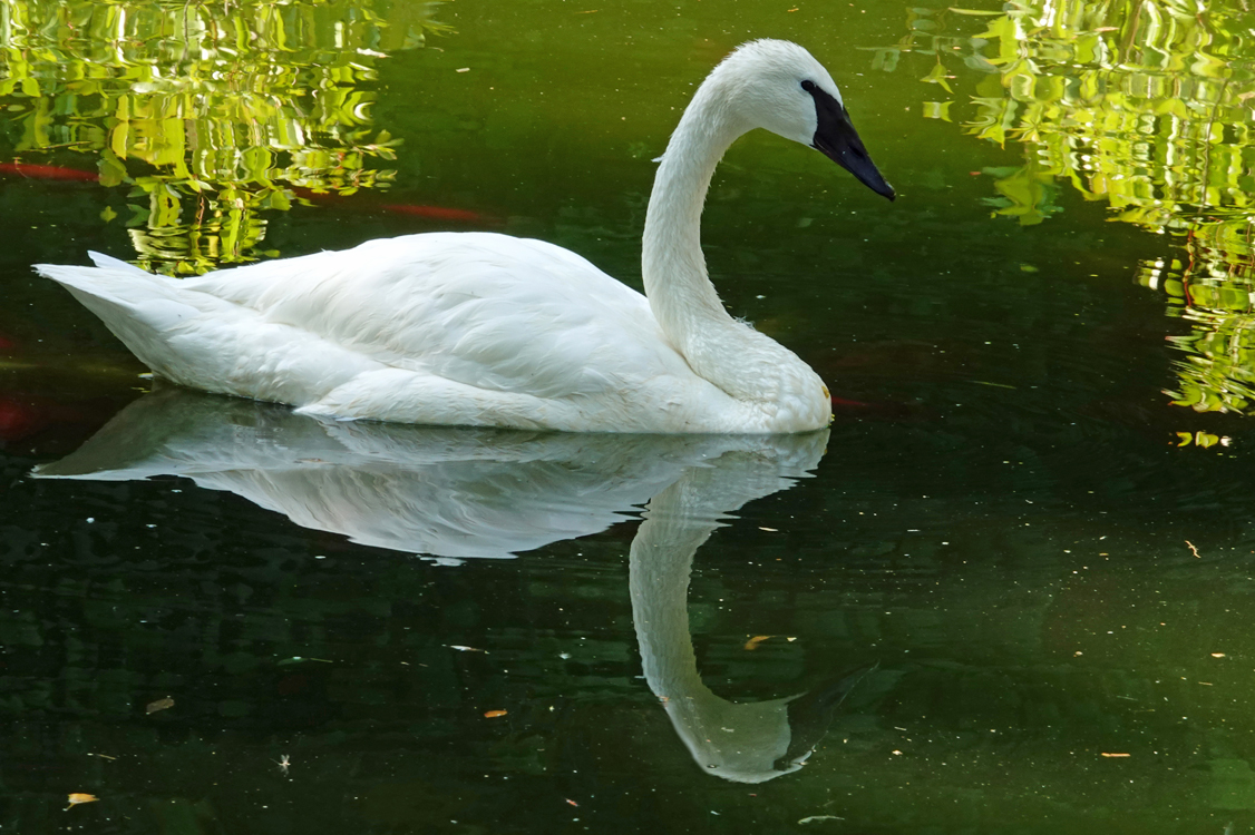 Trumpeter swan -  Tracy Aviary, Salt Lake City, Utah